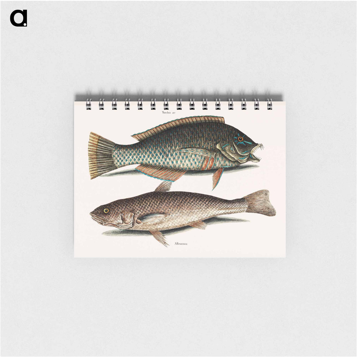 アートメモ帳-Puddingwife and Carolina Whiting
 - マーク ケイツビー Memo.