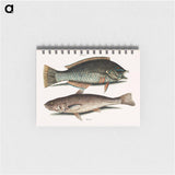 アートメモ帳-Puddingwife and Carolina Whiting
 - マーク ケイツビー Memo.