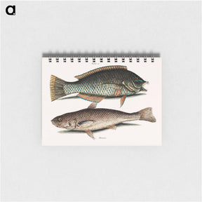 アートメモ帳-Puddingwife and Carolina Whiting
 - マーク ケイツビー Memo.