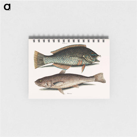 アートメモ帳-Puddingwife and Carolina Whiting
 - マーク ケイツビー Memo.