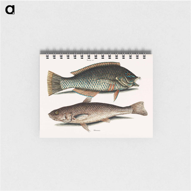 アートメモ帳-Puddingwife and Carolina Whiting
 - マーク ケイツビー Memo.