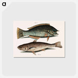 アートポストカード-Puddingwife and Carolina Whiting
 - マーク ケイツビー Postcard.