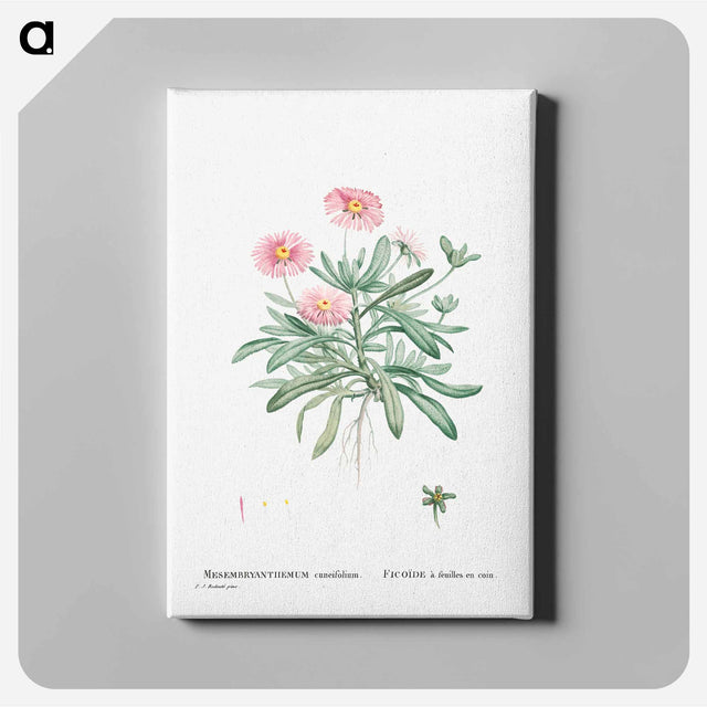 アートパネル-Mesembryanthemum Cuneifolium (Livingstone Daisy) - ピエール ジョゼフ ルドゥーテ Canvas.