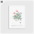 アートポストカード-Mesembryanthemum Cuneifolium (Livingstone Daisy) - ピエール ジョゼフ ルドゥーテ Postcard.