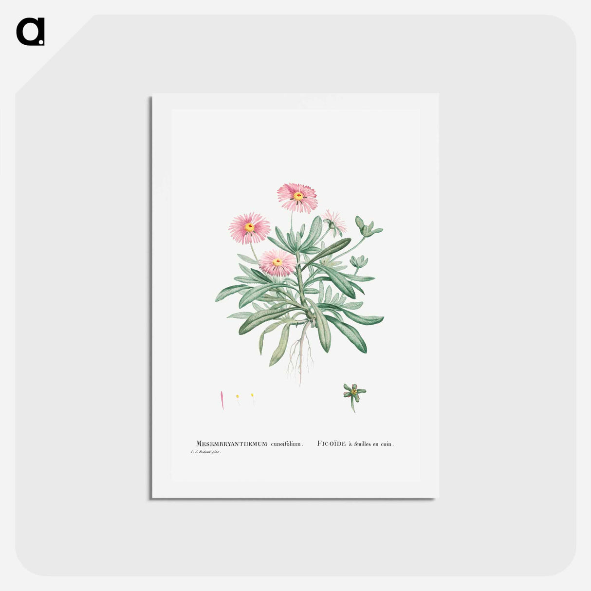 アートポストカード-Mesembryanthemum Cuneifolium (Livingstone Daisy) - ピエール ジョゼフ ルドゥーテ Postcard.