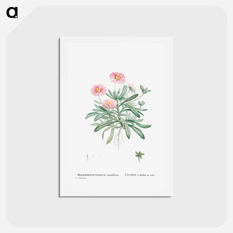 アートポストカード-Mesembryanthemum Cuneifolium (Livingstone Daisy) - ピエール ジョゼフ ルドゥーテ Postcard.