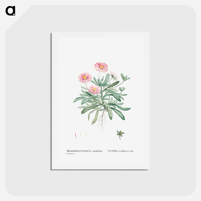 アートポストカード-Mesembryanthemum Cuneifolium (Livingstone Daisy) - ピエール ジョゼフ ルドゥーテ Postcard.