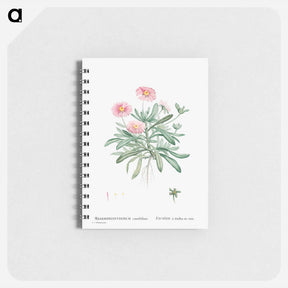 アートメモ帳-Mesembryanthemum Cuneifolium (Livingstone Daisy) - ピエール ジョゼフ ルドゥーテ Memo.