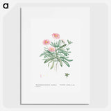 Mesembryanthemum Cuneifolium (Livingstone Daisy) - ピエール ジョゼフ ルドゥーテ Poster.