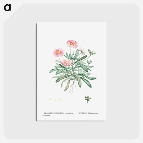 アートポストカード-Mesembryanthemum Cuneifolium (Livingstone Daisy) - ピエール ジョゼフ ルドゥーテ Postcard.