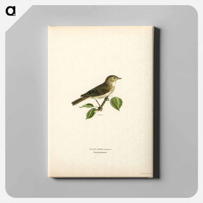 アートパネル-Garden Warbler
 - スヴェンスカ フォグラル Canvas.