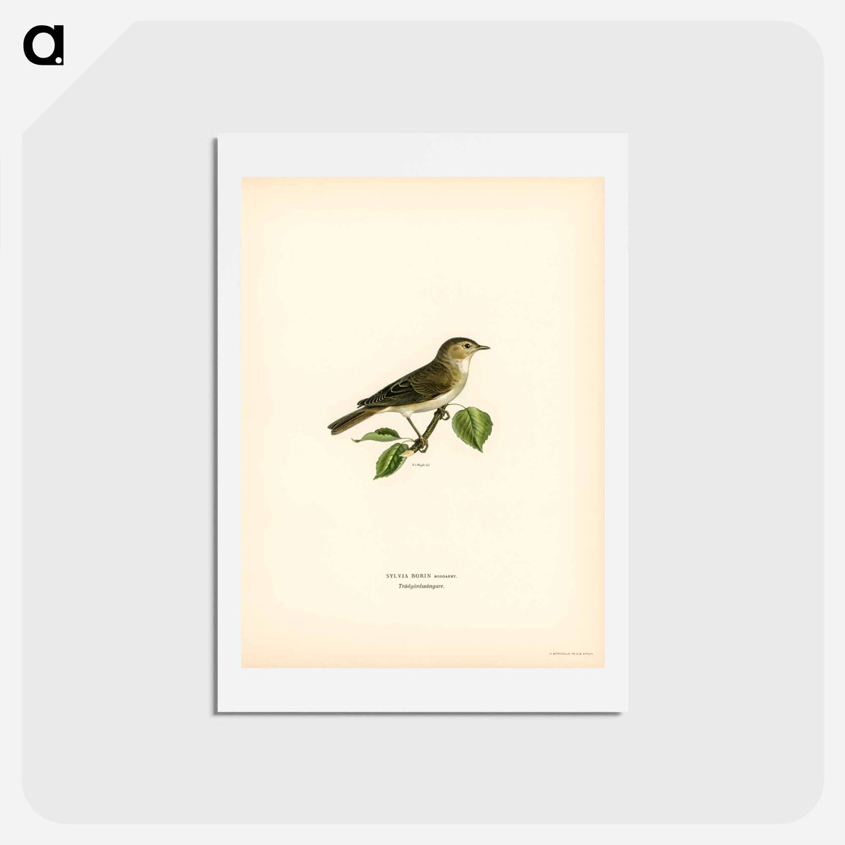 アートポストカード-Garden Warbler
 - スヴェンスカ フォグラル Postcard.