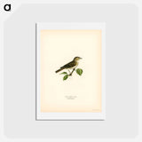 アートポストカード-Garden Warbler
 - スヴェンスカ フォグラル Postcard.