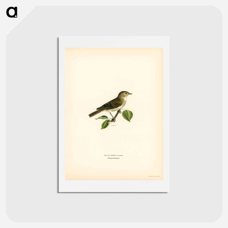 アートポストカード-Garden Warbler
 - スヴェンスカ フォグラル Postcard.