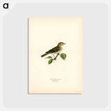 アートポストカード-Garden Warbler
 - スヴェンスカ フォグラル Postcard.