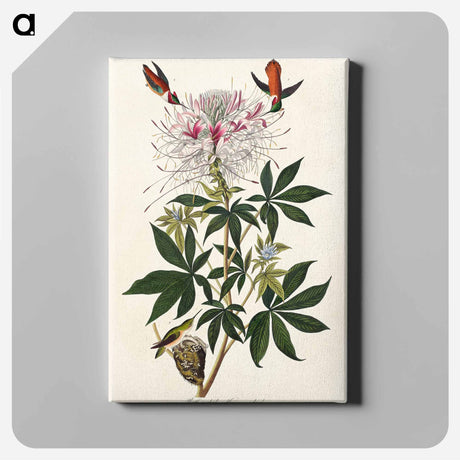 アートパネル-Ruff-necked Humming-bird from Birds of America
 - アメリカの鳥たち Canvas.