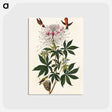 アートポストカード-Ruff-necked Humming-bird from Birds of America
 - アメリカの鳥たち Postcard.