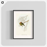 アートポスター-Little Lorikeet
 - オーストラリアの鳥 Poster.