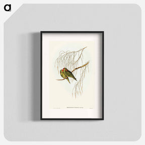 アートポスター-Little Lorikeet
 - オーストラリアの鳥 Poster.