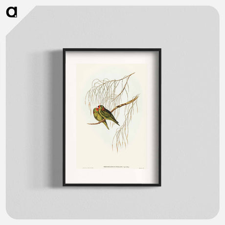 アートポスター-Little Lorikeet
 - オーストラリアの鳥 Poster.