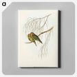 アートパネル-Little Lorikeet
 - オーストラリアの鳥 Canvas.