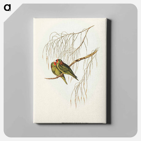 アートパネル-Little Lorikeet
 - オーストラリアの鳥 Canvas.