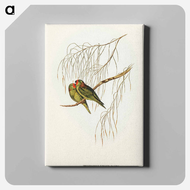 アートパネル-Little Lorikeet
 - オーストラリアの鳥 Canvas.