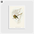 アートポストカード-Little Lorikeet
 - オーストラリアの鳥 Postcard.