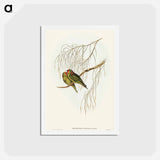 アートポストカード-Little Lorikeet
 - オーストラリアの鳥 Postcard.