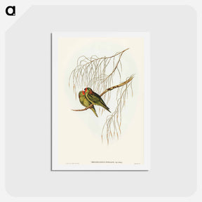 アートポストカード-Little Lorikeet
 - オーストラリアの鳥 Postcard.
