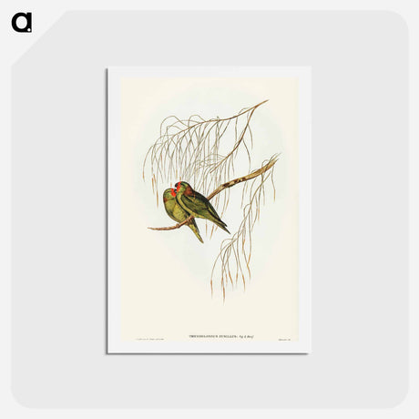 アートポストカード-Little Lorikeet
 - オーストラリアの鳥 Postcard.