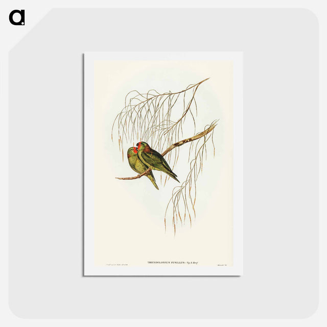 アートポストカード-Little Lorikeet
 - オーストラリアの鳥 Postcard.