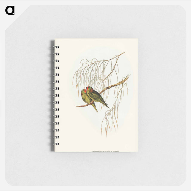 アートメモ帳-Little Lorikeet
 - オーストラリアの鳥 Memo.