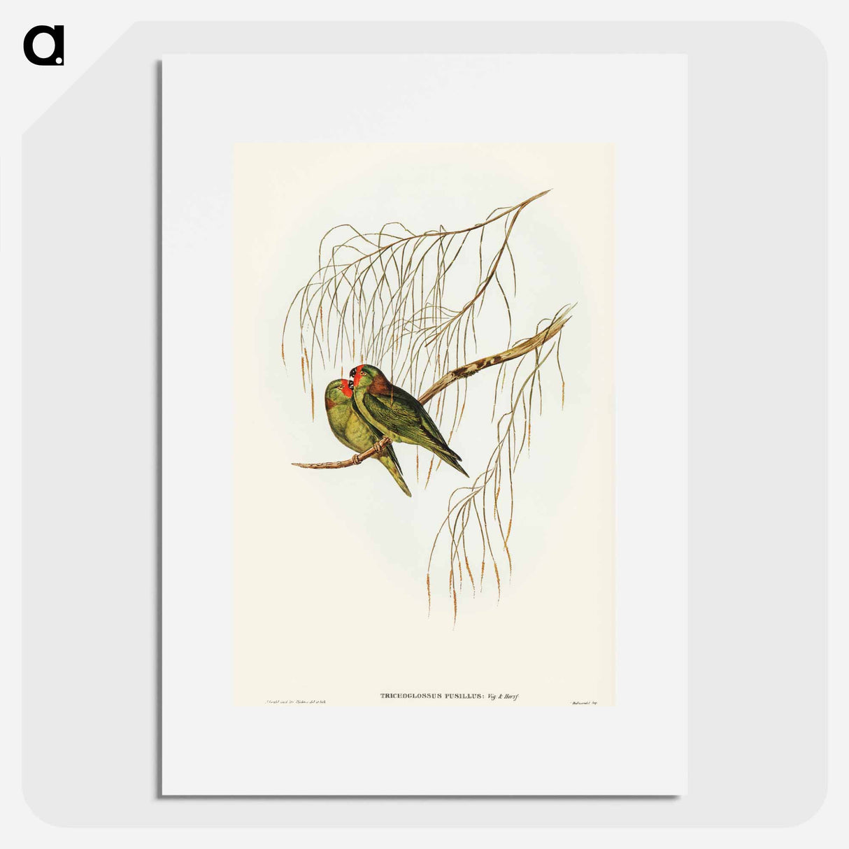 アートポスター-Little Lorikeet
 - オーストラリアの鳥 Poster.