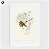 アートポスター-Little Lorikeet
 - オーストラリアの鳥 Poster.