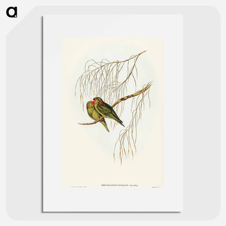 アートポスター-Little Lorikeet
 - オーストラリアの鳥 Poster.