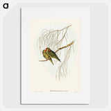 Little Lorikeet
 - オーストラリアの鳥 Poster.