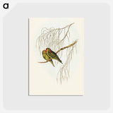 アートポストカード-Little Lorikeet
 - オーストラリアの鳥 Postcard.