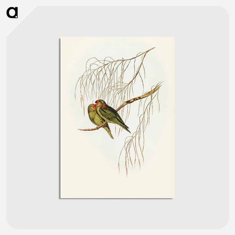 アートポストカード-Little Lorikeet
 - オーストラリアの鳥 Postcard.