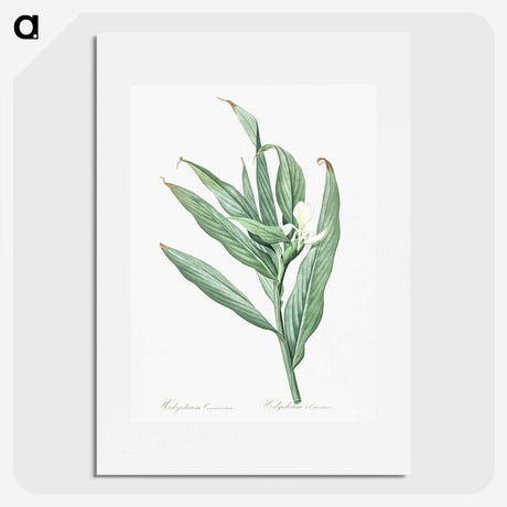 2-65_The-Lilies_picture