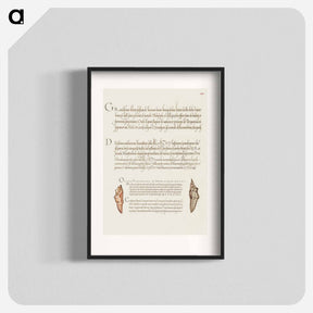アートポスター-Butterfly Pupae from Mira Calligraphiae Monumenta
 - 書道のお手本 Poster.