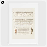 アートポスター-Butterfly Pupae from Mira Calligraphiae Monumenta
 - 書道のお手本 Poster.