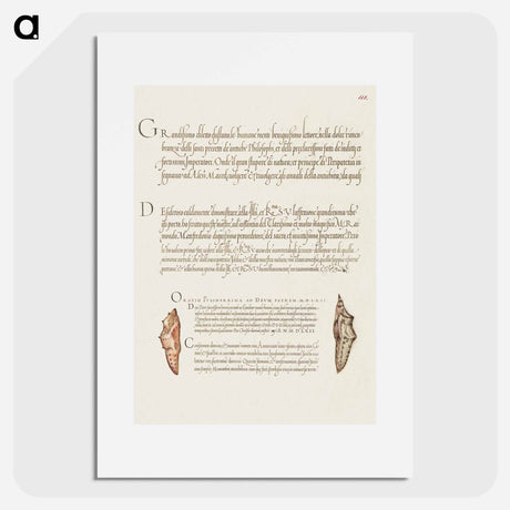 アートポスター-Butterfly Pupae from Mira Calligraphiae Monumenta
 - 書道のお手本 Poster.