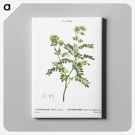 2-65_Treatise-on-Trees-and-Shrubs_canvas