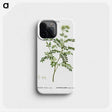 2-65_Treatise-on-Trees-and-Shrubs_phone