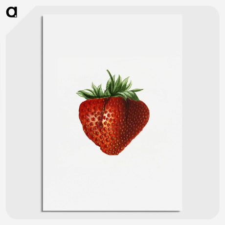 2-65_USDA-Watercolor-Fruit-Painting-Collection_picture