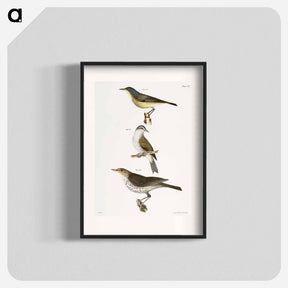 アートポスター-The Red-poll Warbler - ニューヨークの動物学 Poster.