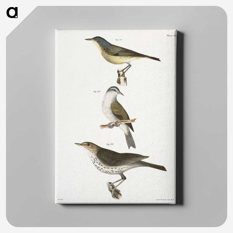 2-65_Zoology-of-New-York_canvas