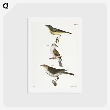 2-65_Zoology-of-New-York_hagaki