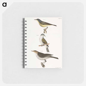 アートメモ帳-The Red-poll Warbler - ニューヨークの動物学 Memo.